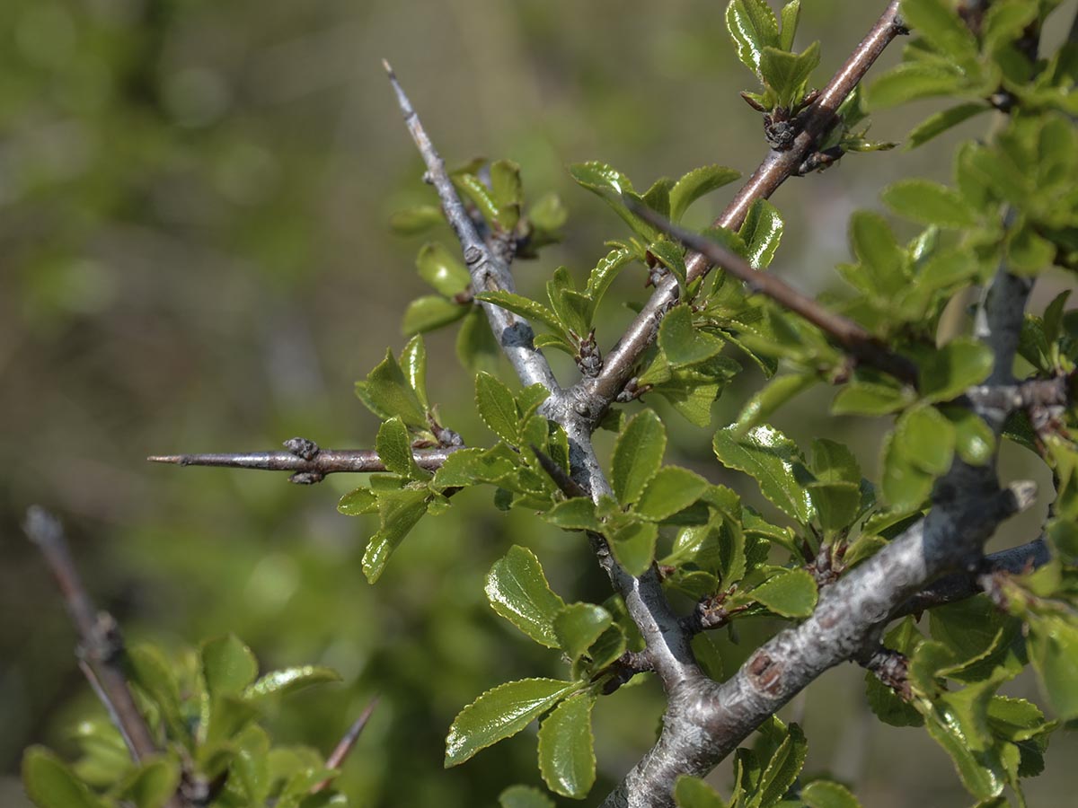 Rhamnus intermedius